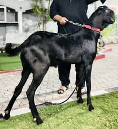 Bakra