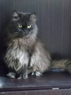 Persian