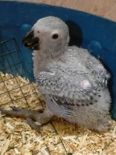 African grey & yellow ringneck chicks