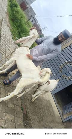 dondy bakry 2025 Ki qurbani K leye