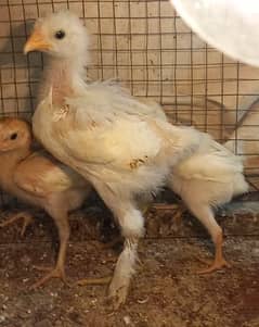 White buff male 03204143322