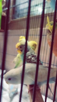 Australian parrots