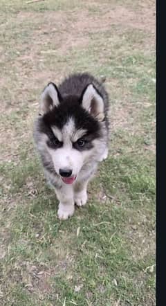 Siberian husky black eyes double coated