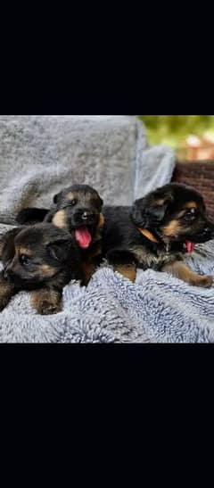 German Shepherd