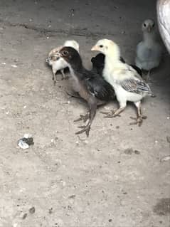 Healthy and vaccinated chicks