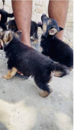 Full long coat bread Home bread puppies full bend