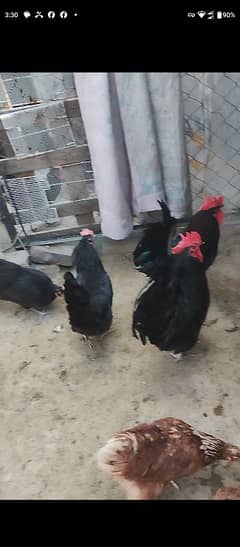 Australorp rooster
