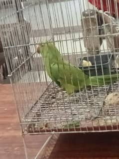 parots