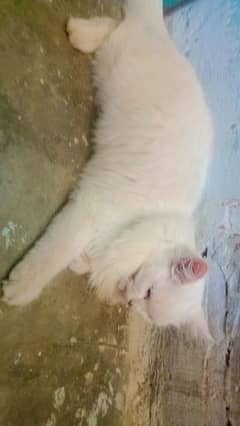 laizy