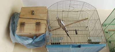 Cocktail pair and chick for sale with cage and box
