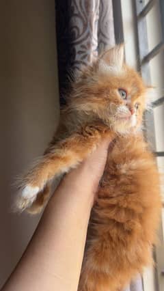 40 days old kitten punch face triple code