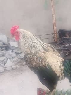 Aseel ceil pair for sale in Faisalabad