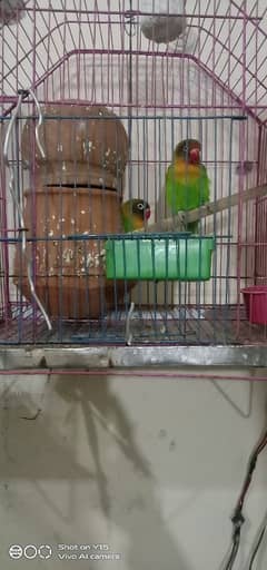 paier with cage