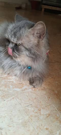 cat very faindly and play full