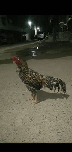 teetra aseel