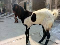 Bakra for sale