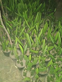dragon fruit plants