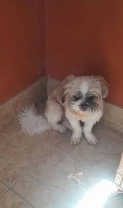 shih tzu
