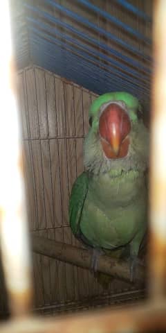raw parrot Male hand tamed for sale