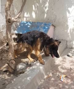 German shepherd dog pedigree dog