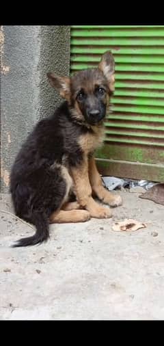 german