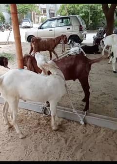 ( Bakra ) Goats For Sell Qurbani 2025 Available In Reasonable Price