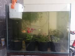 Fish Aquarium only for sale