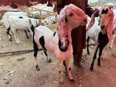 Rajanpuri Bakry , Desi Bakry , makhi cheeny (2 Dant ) Available