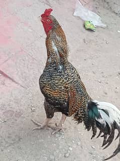 saleing my assel murg