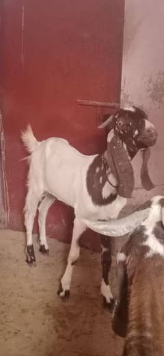 ablak bakra ha 2 dant
