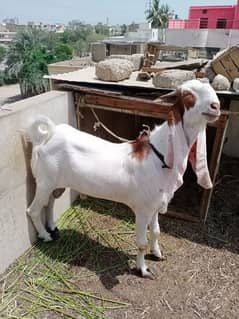 Bakra 2 dant gulabi