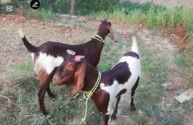 2 Dant Qurbani wala Bakray, Goat for Sale