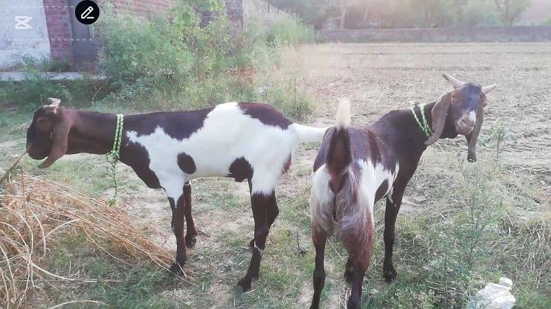 2 Dant Qurbani wala Bakra, Goat for Sale 1