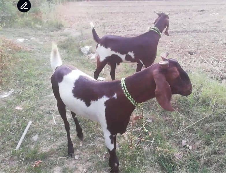 2 Dant Qurbani wala Bakra, Goat for Sale 2