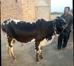 bull for qurbani