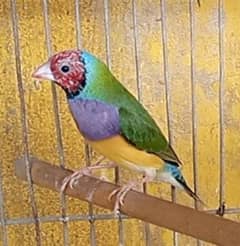 Lady Goldian male. . . . .  صرف میل ہیں .