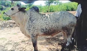 qurbani collection 2025 mashallah active healthy Desi bachray