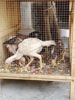 aseel birds