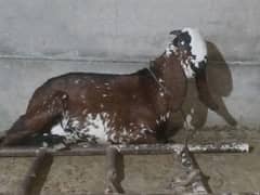 qurbani bakra 2 dant nagra