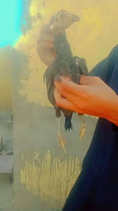chick
