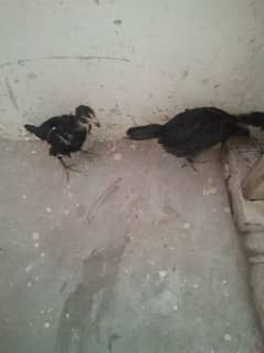 Aseel