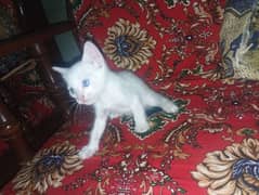 1 months cat male kittens available.
