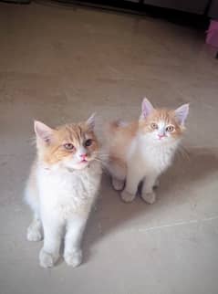 Two beautiful cat pair