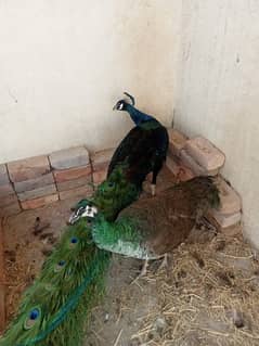 Blue Shoulder peacock pair / moor / Blue Shoulder moor