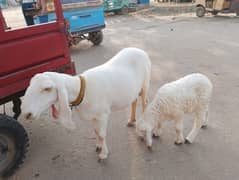 For Sale 12 mahiny ki Dhumbi or 4 mahiny ki Dhumbi