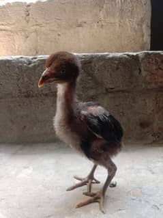 aseel chicks Thai ,mianwali