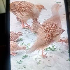 Tetar Chicks