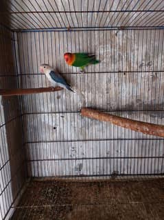confirm Split pale fellow 2pairs with breeding history proof.