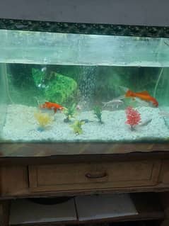 2 feet aquarium