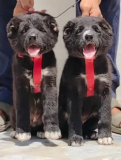 King Alabai Pair | Alabai Puppies | Alabai security Dog For Sale